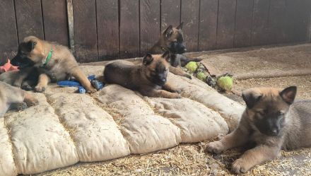 Malinoi x Deutscher Schäferhund Welpen