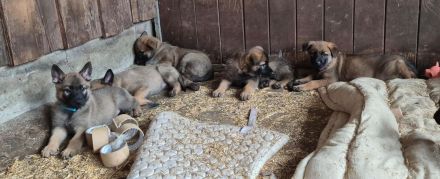 Malinoi x Deutscher Schäferhund Welpen