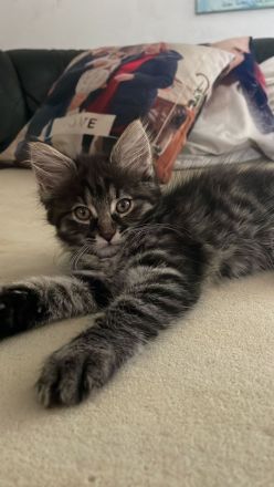 Maine Coon Kitten