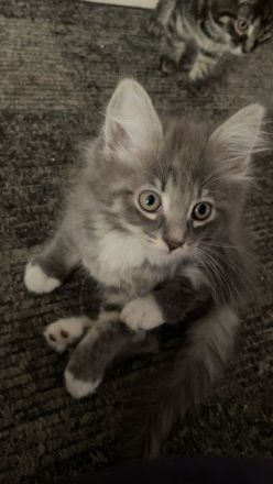 Maine Coon Kitten