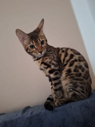 Bengal Katze Lira sucht ein liebevolles Zuhause