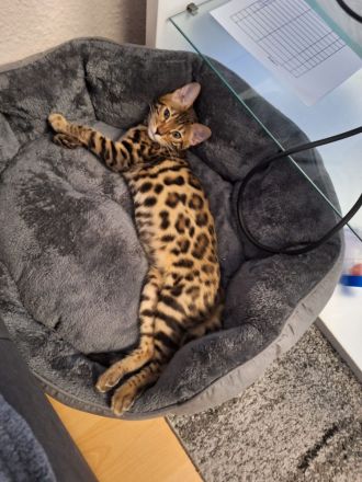 Bengal Katze Lira sucht ein liebevolles Zuhause
