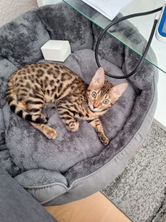 Bengal Katze Lira sucht ein liebevolles Zuhause