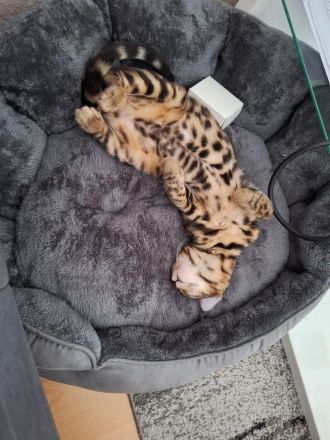 Bengal Katze Lira sucht ein liebevolles Zuhause
