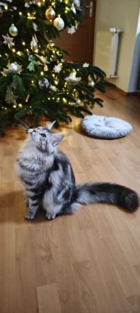 Maine coon kitten mit stammbaum