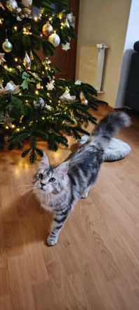 Maine coon kitten mit stammbaum