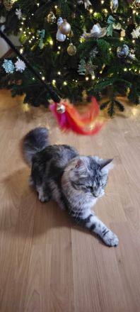 Maine coon kitten mit stammbaum