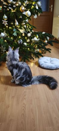 Maine coon kitten mit stammbaum