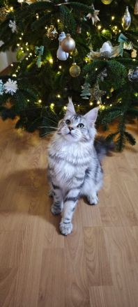 Maine coon kitten mit stammbaum