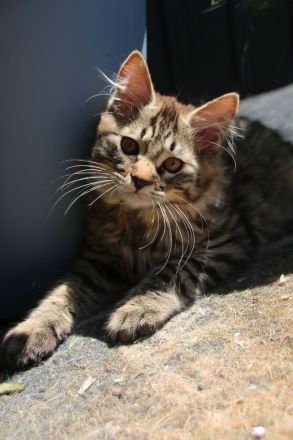 Kurilian Bobtail Kitten möchten ausziehen 🐯