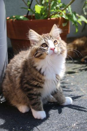 Kurilian Bobtail Kitten möchten ausziehen 🐯