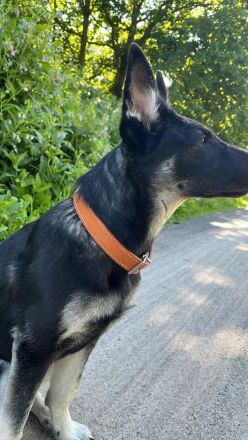 Osteuropäische Schäferhündin - 8 Monate alt