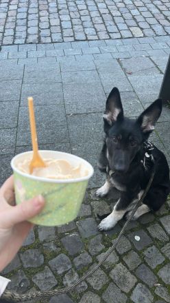 Osteuropäische Schäferhündin - 8 Monate alt