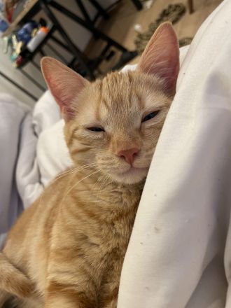 BKH kitten “Nala”