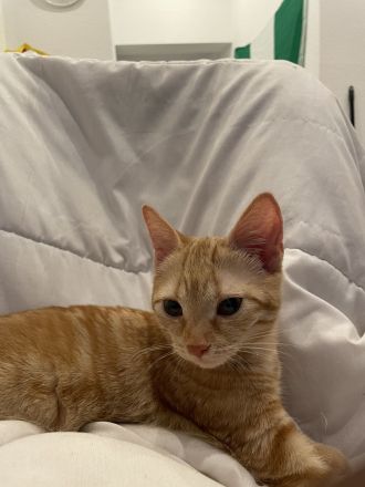 BKH kitten “Nala”