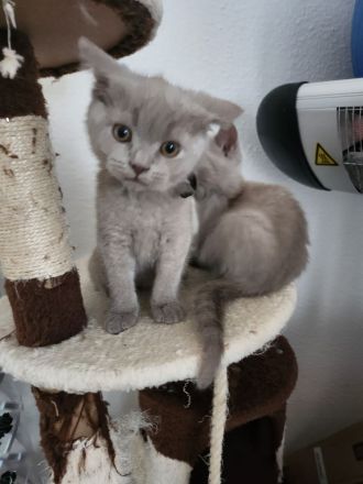 Britisch Kurzhaar BKH Kitten