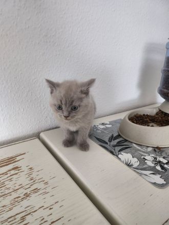 Britisch Kurzhaar BKH Kitten