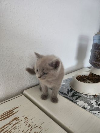 Britisch Kurzhaar BKH Kitten