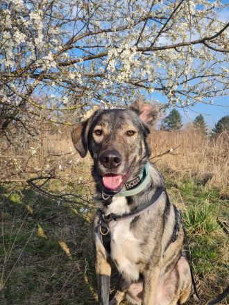 Miles sucht dringend ein neues zu Hause