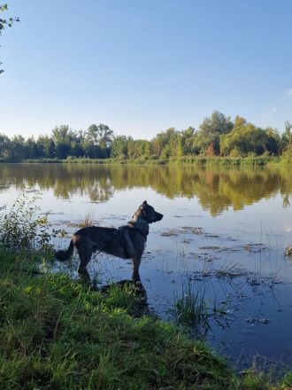 Miles sucht dringend ein neues zu Hause