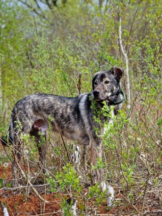 Miles sucht dringend ein neues zu Hause