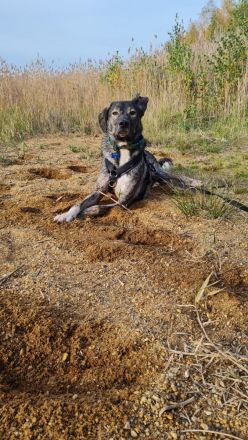 Miles sucht dringend ein neues zu Hause