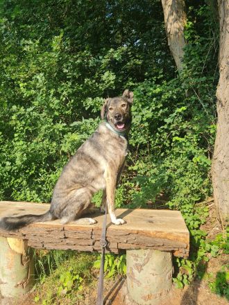 Miles sucht dringend ein neues zu Hause