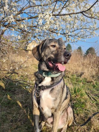 Miles sucht dringend ein neues zu Hause