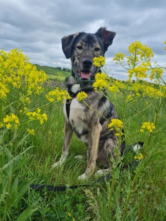 Miles sucht dringend ein neues zu Hause