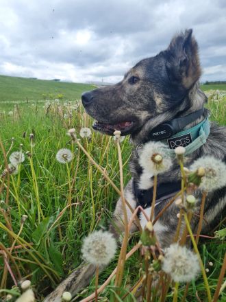 Miles sucht dringend ein neues zu Hause