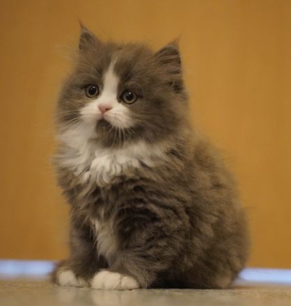 Britische langhaarige Kitten BLH