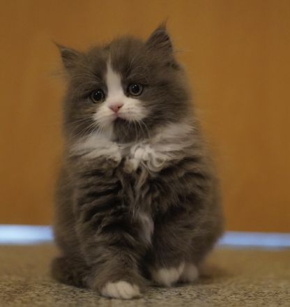 Britische langhaarige Kitten BLH