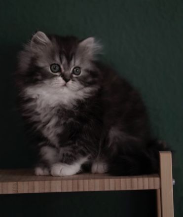 Britische langhaarige Kitten BLH