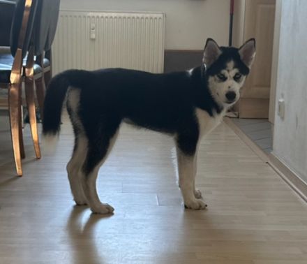 Husky Welpe rüde