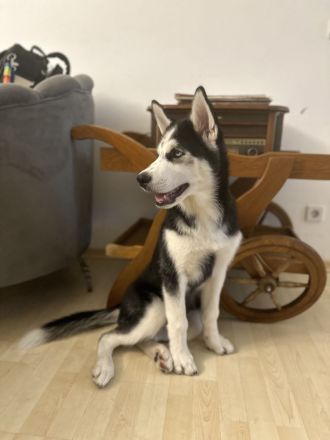 Husky Welpe rüde