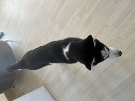 Husky Welpe rüde
