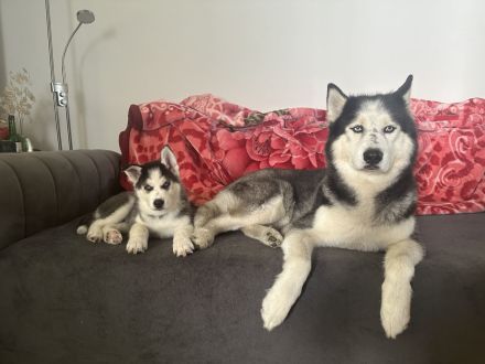Husky Welpe rüde
