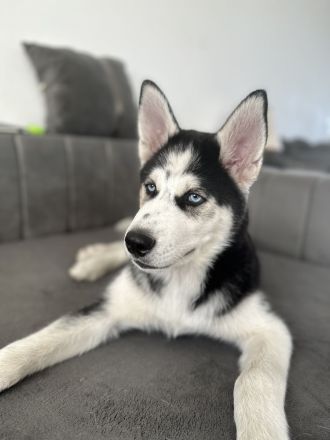 Husky Welpe rüde