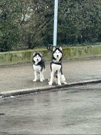 Husky Welpe rüde