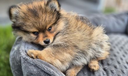 Süße Pomeranien Zwergspitz Rüden