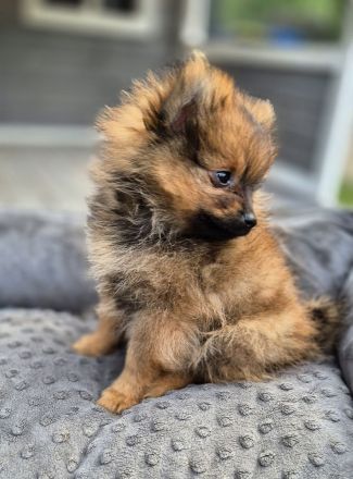 Süße Pomeranien Zwergspitz Rüden