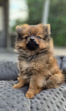 Süße Pomeranien Zwergspitz Rüden