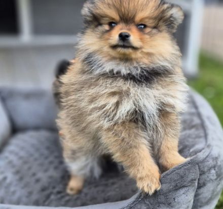 Süße Pomeranien Zwergspitz Rüden