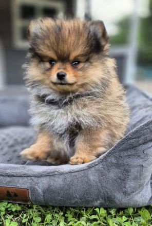 Süße Pomeranien Zwergspitz Rüden