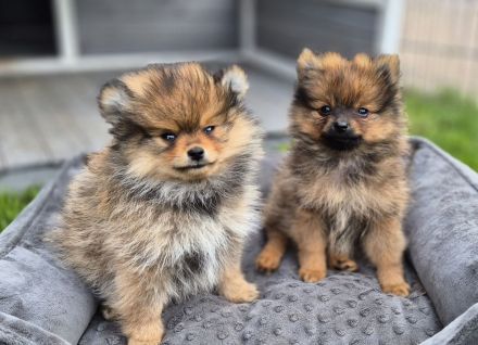 Süße Pomeranien Zwergspitz Rüden