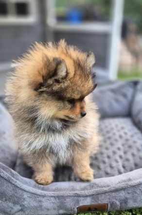 Süße Pomeranien Zwergspitz Rüden