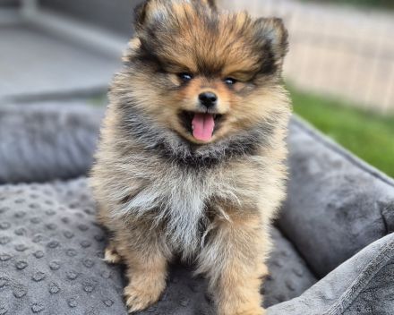 Süße Pomeranien Zwergspitz Rüden