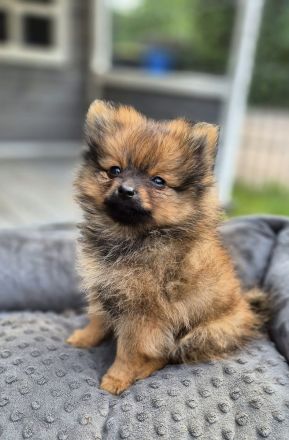 Süße Pomeranien Zwergspitz Rüden