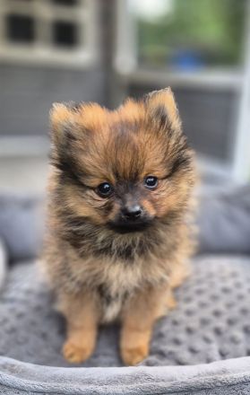 Süße Pomeranien Zwergspitz Rüden