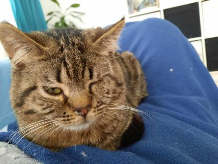 Krümel sucht ein Zuhause